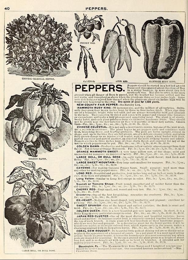 Livingston's Seed Catalog Pepper Page, 1893
