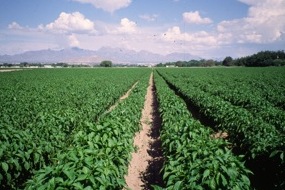 Chile Field near Las Cruces