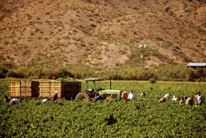Harvesting Green Chile Near Las Cruces