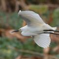 Snowy Egret Flying