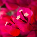 Close up of bougainvillea flowers