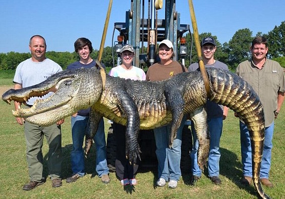 big-alligator