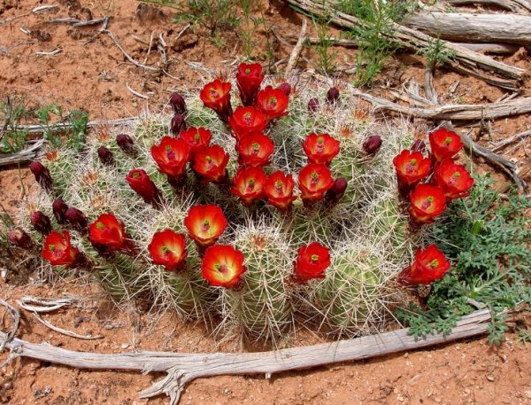 Hedgehog Cactus