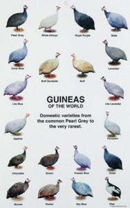 GP1-Guineas-Poster-LG
