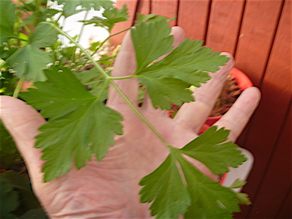 Italian parsley leaves
