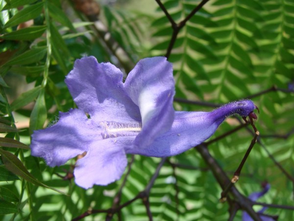 Jacaranda_cuspidifolia_flower