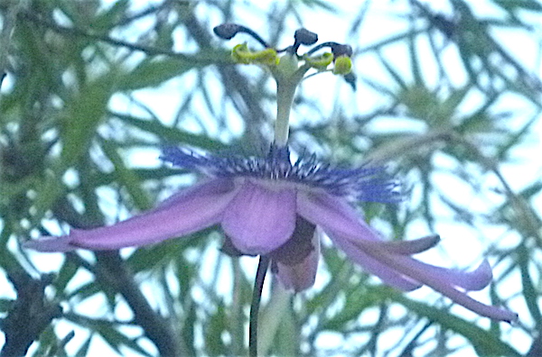 Passionflower