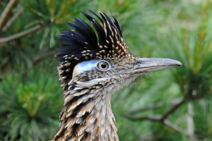 Is the Roadrunner a raptor? Well, it eats only meat, like lizards, snakes, and birds, so yes!