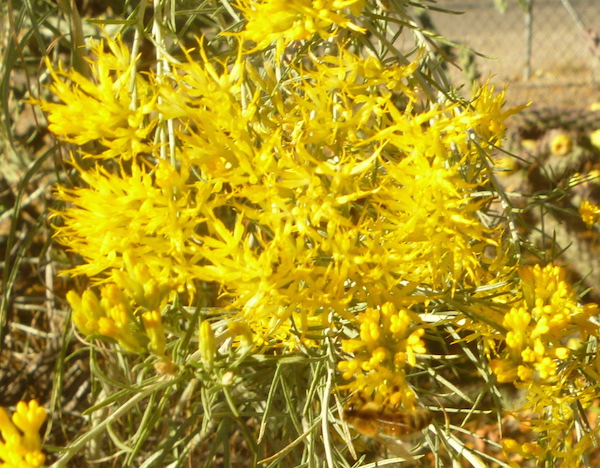 Flowers of a sage called rabbitbrush. Note the honeybee at work at the bottom of the image.