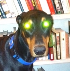Zombie Dobie