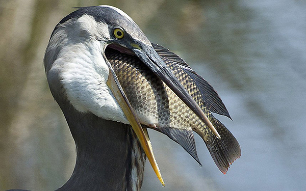 Heron with Large Fish