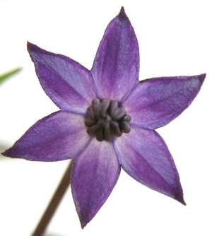 'Black Prince' Flower