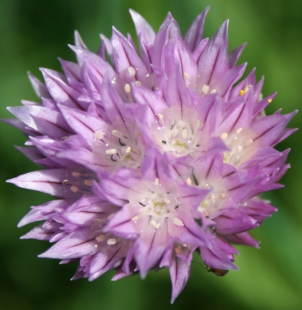 chive flower close-up