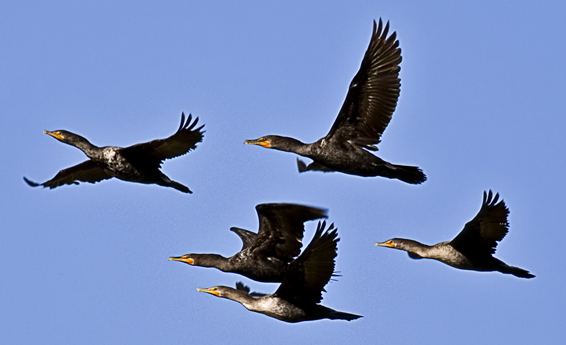 Cormorant Flock