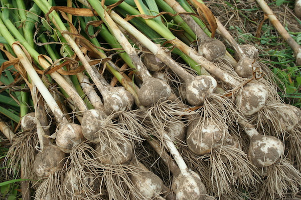 garlic harvest