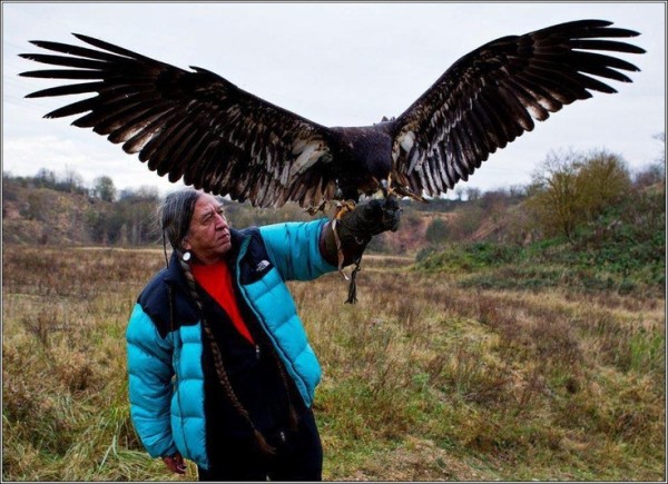 golden eagle 