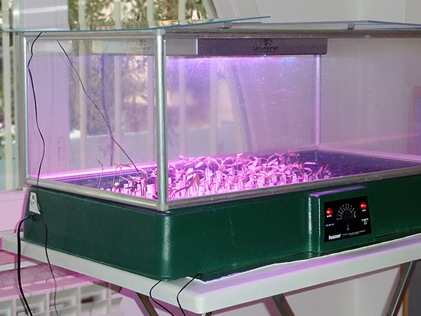 Side View of LED Grow Box