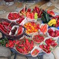 chile harvest