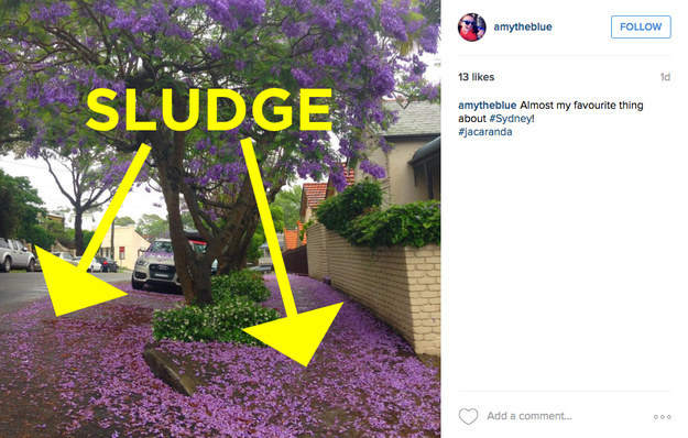 Jacaranda Sludge
