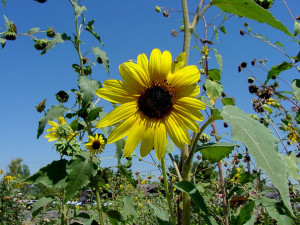 Wild sunflowers